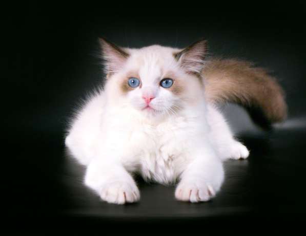 Красивые породистые котята Рэгдолл в Самаре фото 3