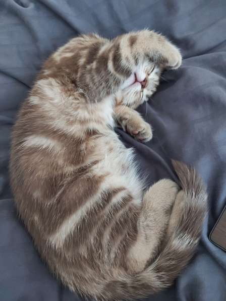 Süßes schottisches Kätzchen mit geraden Ohren в фото 14