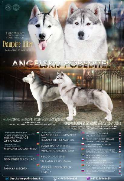 Сибирские хаски щенки