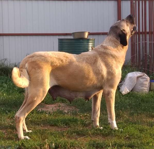 Щенки Кангальской овчарки в Москве фото 19