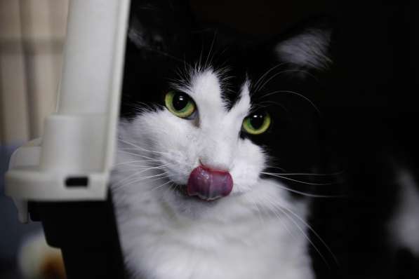 Подойдет ли вам котик Василёк? в Москве фото 5