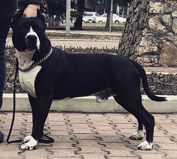 Высокопородные щенки амстаффа