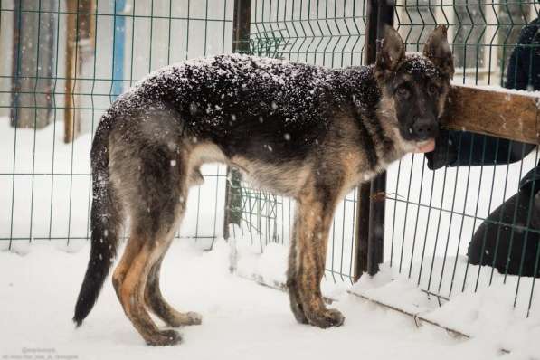 Брутальный пес, 75 см в холке в Санкт-Петербурге фото 18