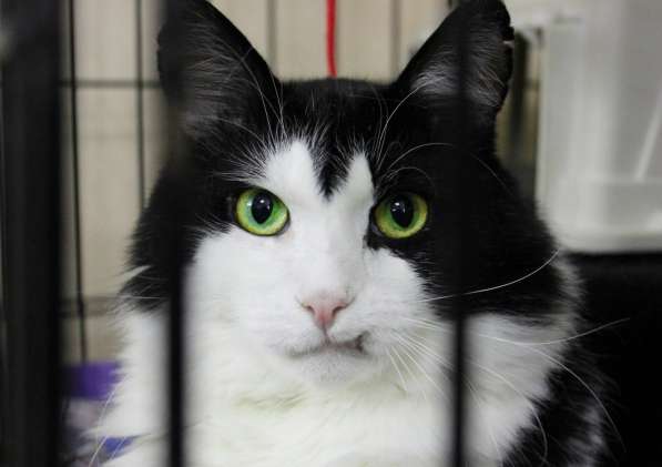 Подойдет ли вам котик Василёк? в Москве