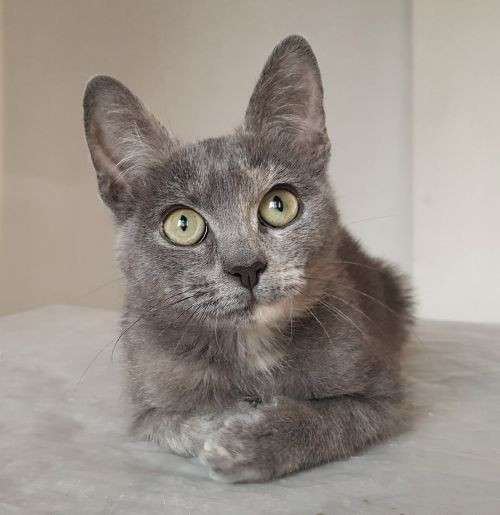 Котенок в добрые руки в Москве фото 8