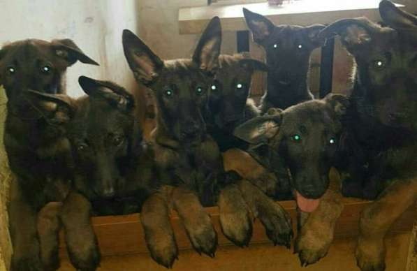 Щенки бельгийской овчарки в Москве