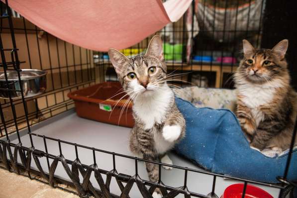 Ниагара мечтает о домашнем уюте в Москве