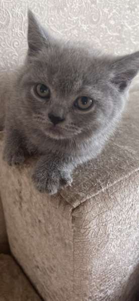 Британские котята