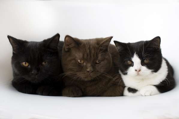 British kittens в фото 5
