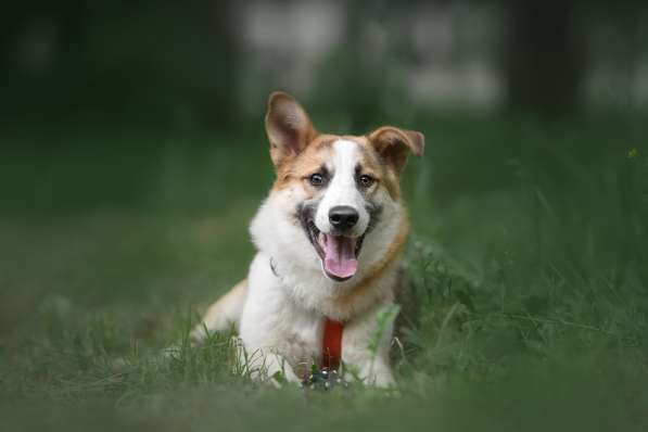 Молодой, активный красавец Пряник ищет дом! в Москве фото 17