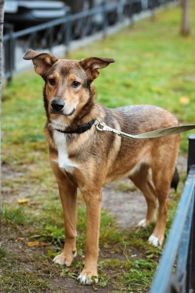 Очаровательная собачка компактного размера в Санкт-Петербурге фото 40