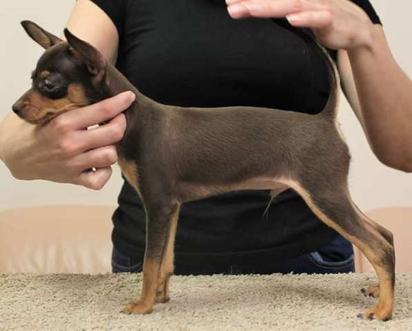 Русский той в Томске фото 5