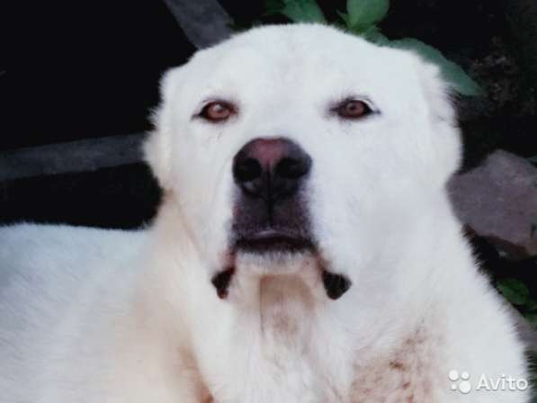 Белый годовалый кобель сао в Бийске фото 3