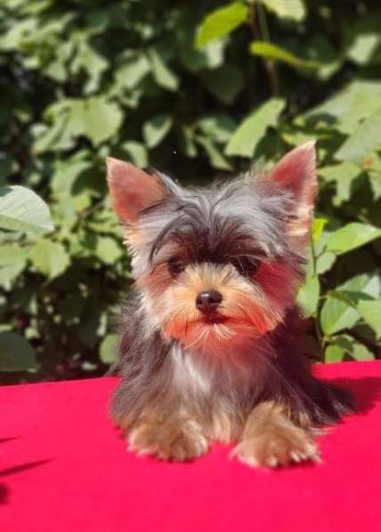 Гламурные щенки йоркширского терьера в фото 3