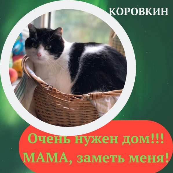 Два молодых котика ищут дом! в Москве