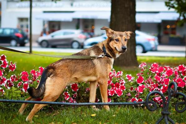 Очаровательная собачка компактного размера в Санкт-Петербурге фото 43