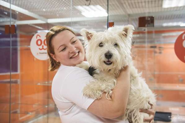 Зоогостиница BookingCat Люберцы/Жулебино в Люберцы фото 53