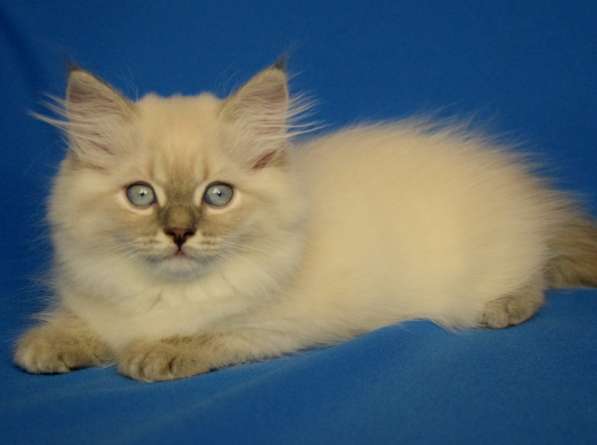 Голубоглазые сибиряки для Вас в Москве фото 15