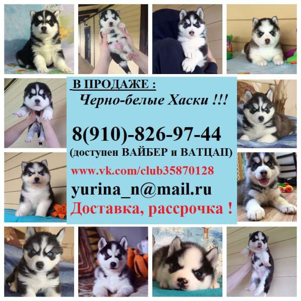 Сибирские хасята