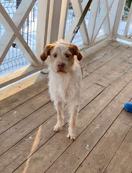 Интересная и милая собака, метис дратхаара в Санкт-Петербурге фото 16