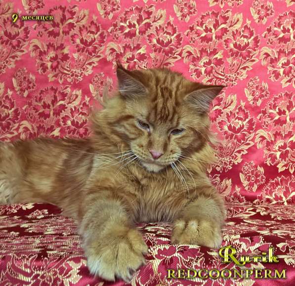 Кот мейн кун - Рюрик - уникального красного окраса в Тюмени фото 11
