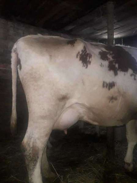 Корова аиширской породы с теленком в Краснодаре фото 5
