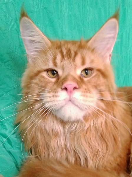 Котёнок шоу/брид класса, Чемпион WCF в Екатеринбурге фото 16