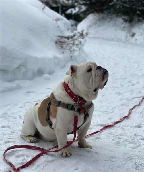 Английский бульдог Бароша ищет семью в Москве