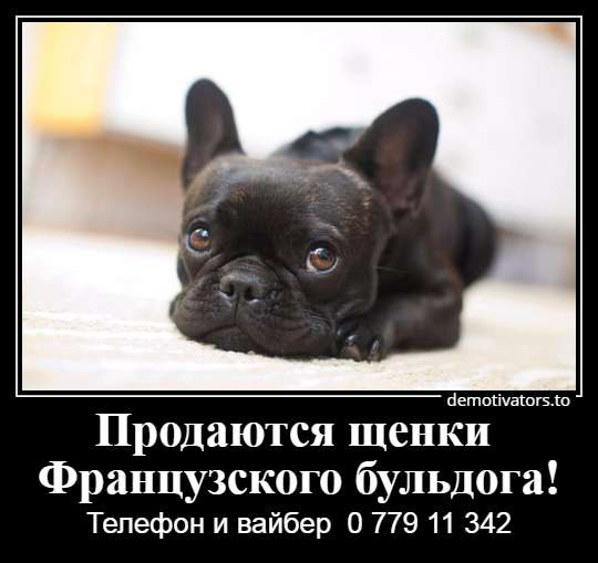 Очаровательные щеночки французского бульдога в фото 15