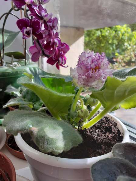 Продажа листиков фиалок в Реутове фото 3