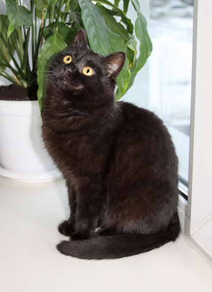 Черная жемчужина Бусинка, ласковый котенок-подросток в дар в Москве фото 6