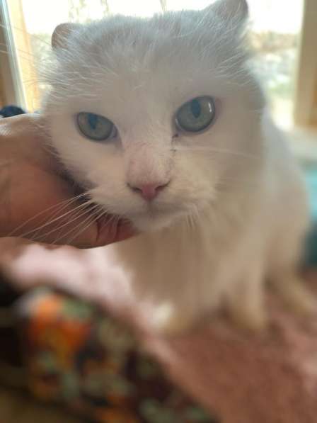 Белый, пушистый и очень ласковый кот в Санкт-Петербурге фото 14