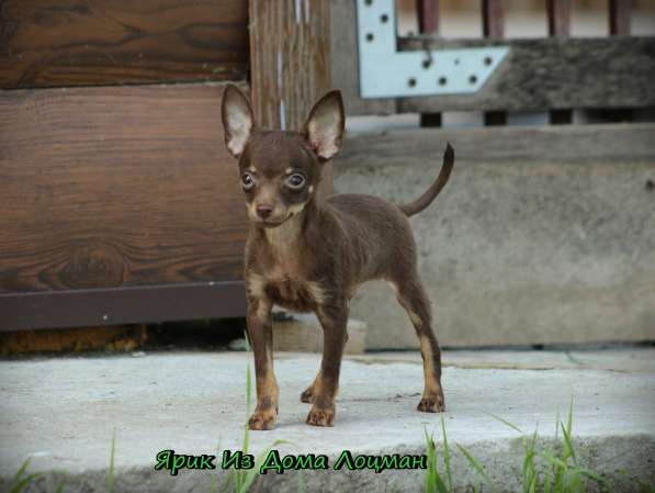 Щенки Русского той -терьера в Новосибирске фото 38