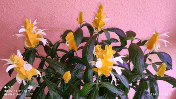Пахистахис - тропический цветок экзот - от ростков до кустов в Санкт-Петербурге фото 8