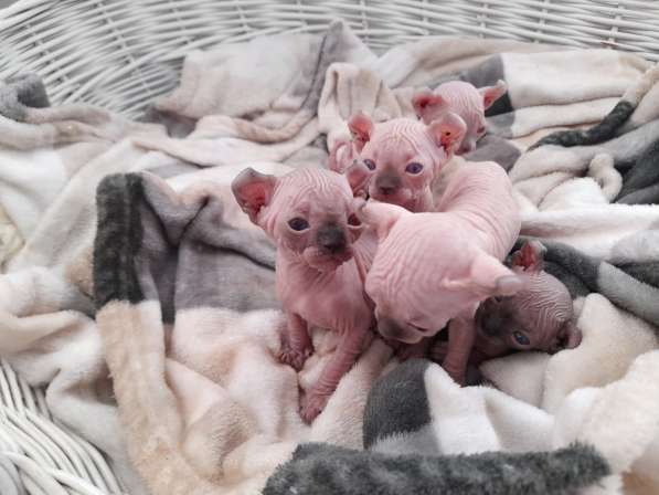 Продаются Котята Сфинкс Эльф в фото 10