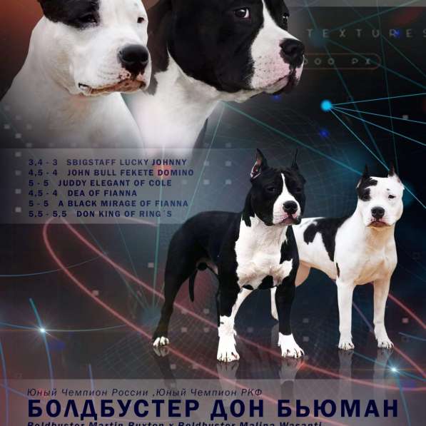 Шикарные суки Амстаффа от чемпионов ркф в Москве фото 30