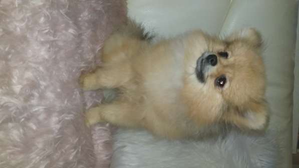 Померанский шпиц - медвежий тип в фото 18