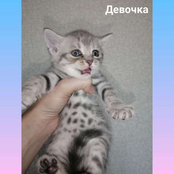 Продажа британских котят в Краснодаре фото 6