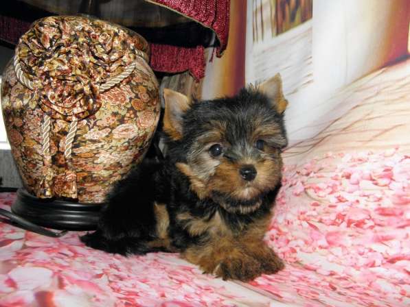 Мальчики йоркширского терьера в Москве фото 24