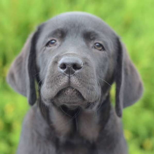 Щенки лабрадора- ретривера в фото 13