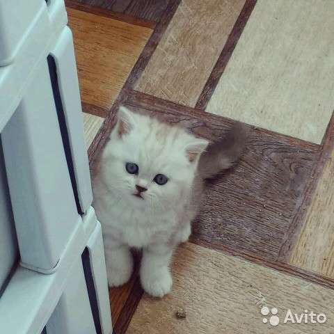 Коты на вязку котята-вислоухие и прямоухие в Костроме фото 3