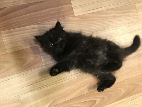 Черный сибирский в Санкт-Петербурге фото 4