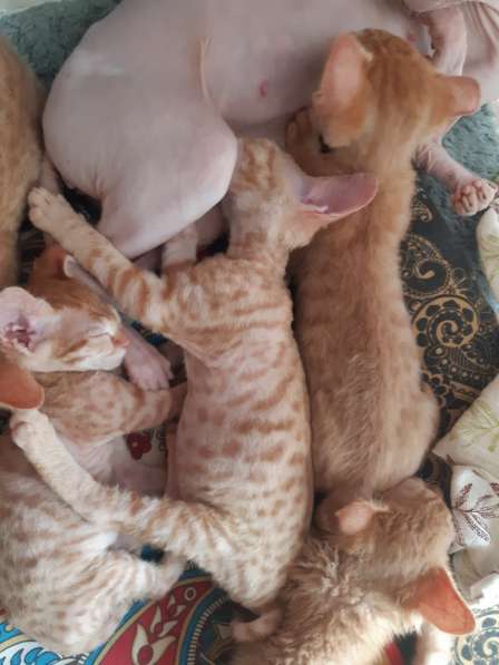 Сфинкс в Москве фото 9