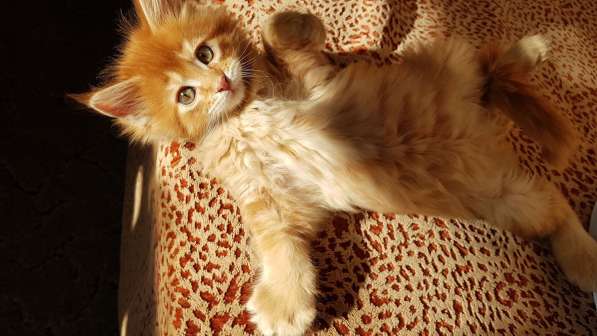 Продаётся красная девочка мейн-кун в Санкт-Петербурге фото 59