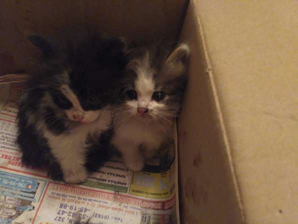 Котята в добрые руки в фото 7