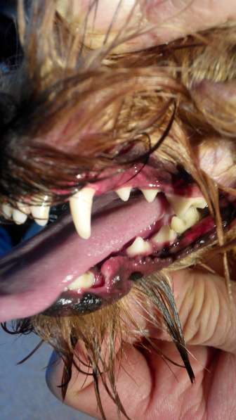 Ультразвуковая чистка зубов собакам мелких пород в Москве