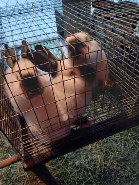 Продажа кроликов в Краснодаре