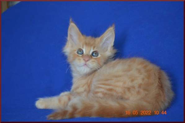 Роскошный черный котик мейн-кун из питомника в Астрахани фото 31