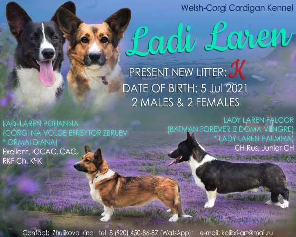 Щенки Вельш-Корги Кардиган в Воронеже фото 5