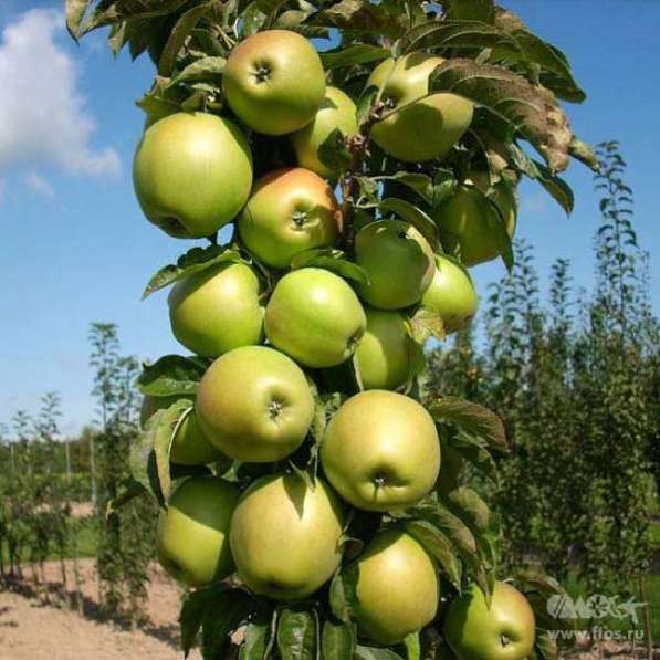 Колоновидные яблони в Воронеже